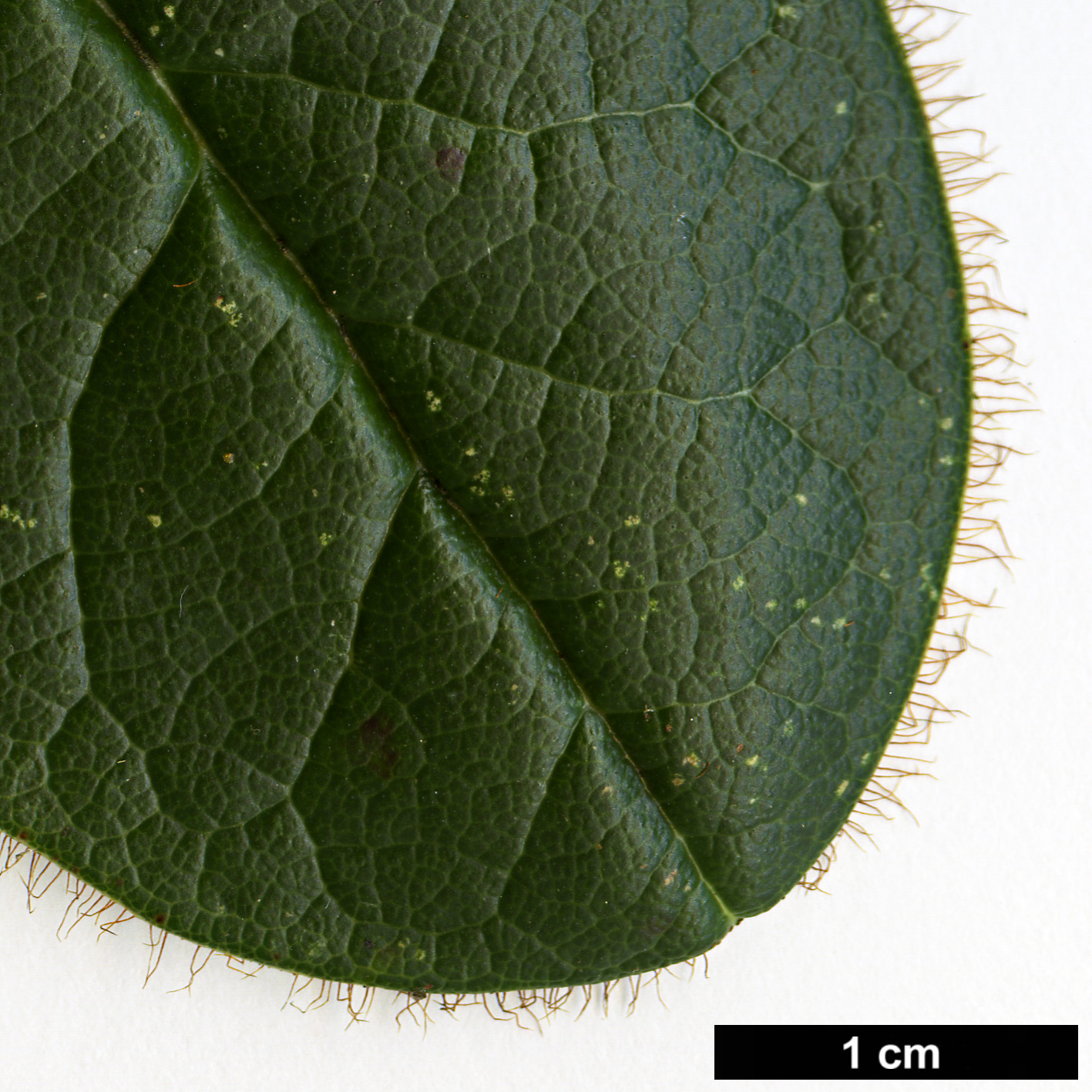 High resolution image: Family: Ericaceae - Genus: Rhododendron - Taxon: aff. valentinianum